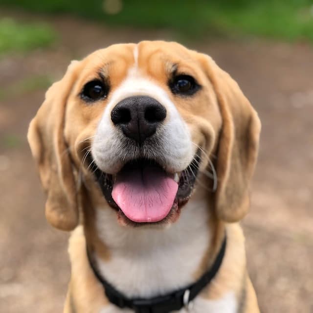 Fröhlicher Beagle