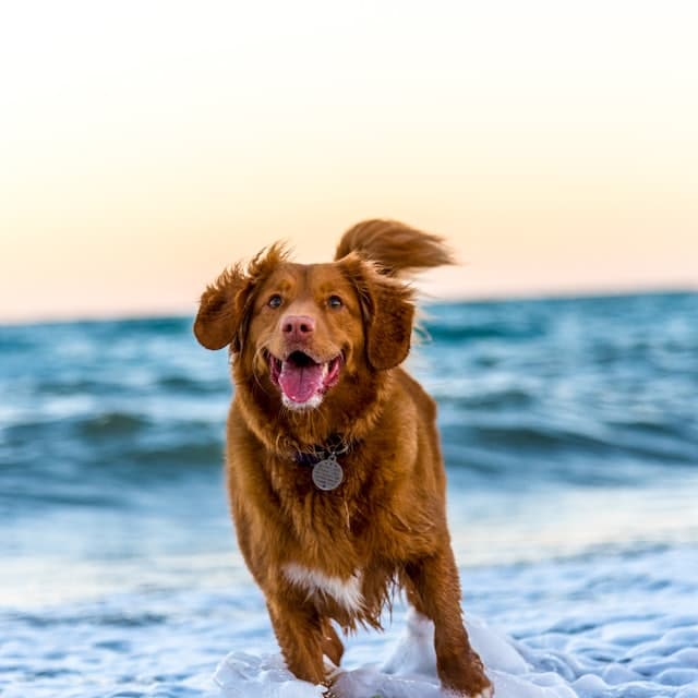 Retriever am Strand