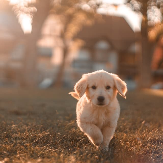 Golden-Welpe