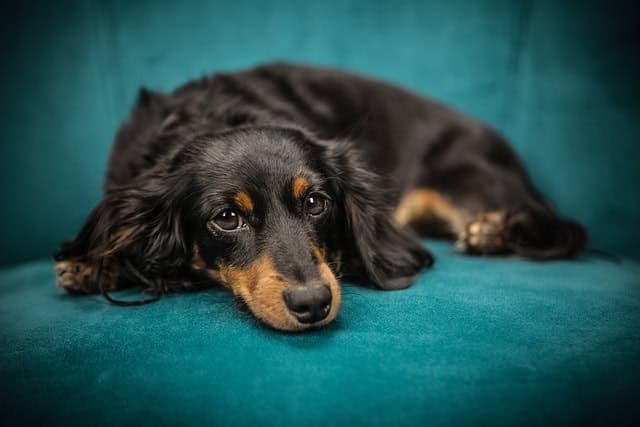 Geplatzte Analdrüse beim Hund: Alles, was du wissen musst