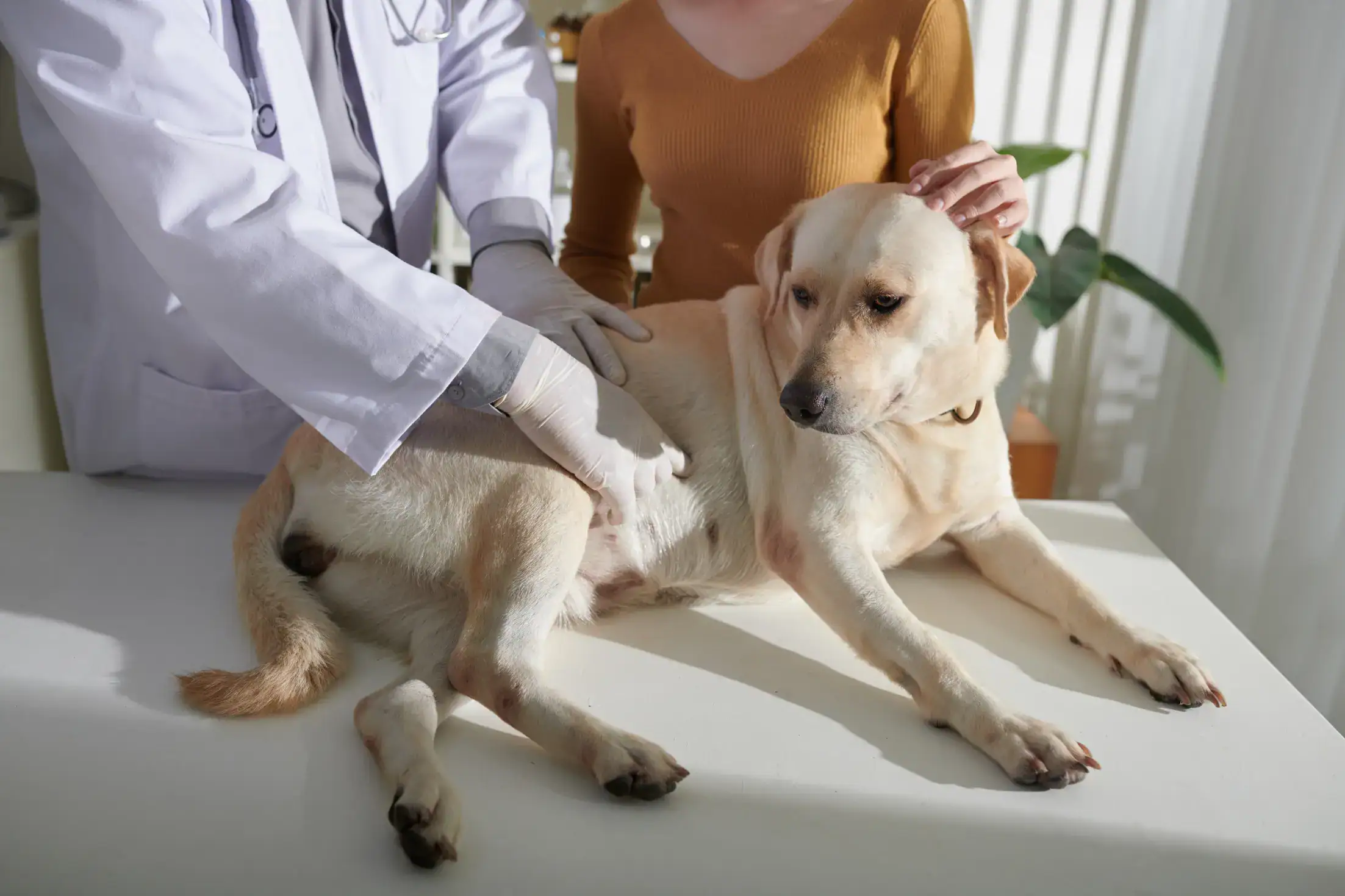 Alles über Verdauungsprobleme bei Hunden: Von Durchfall bis Verstopfung
