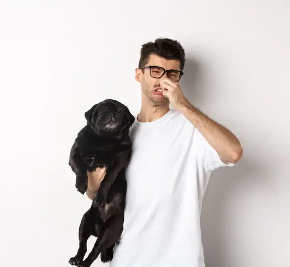 Blähungen beim Hund: Ursachen, Behandlung und wann du den Tierarzt aufsuchen solltest
