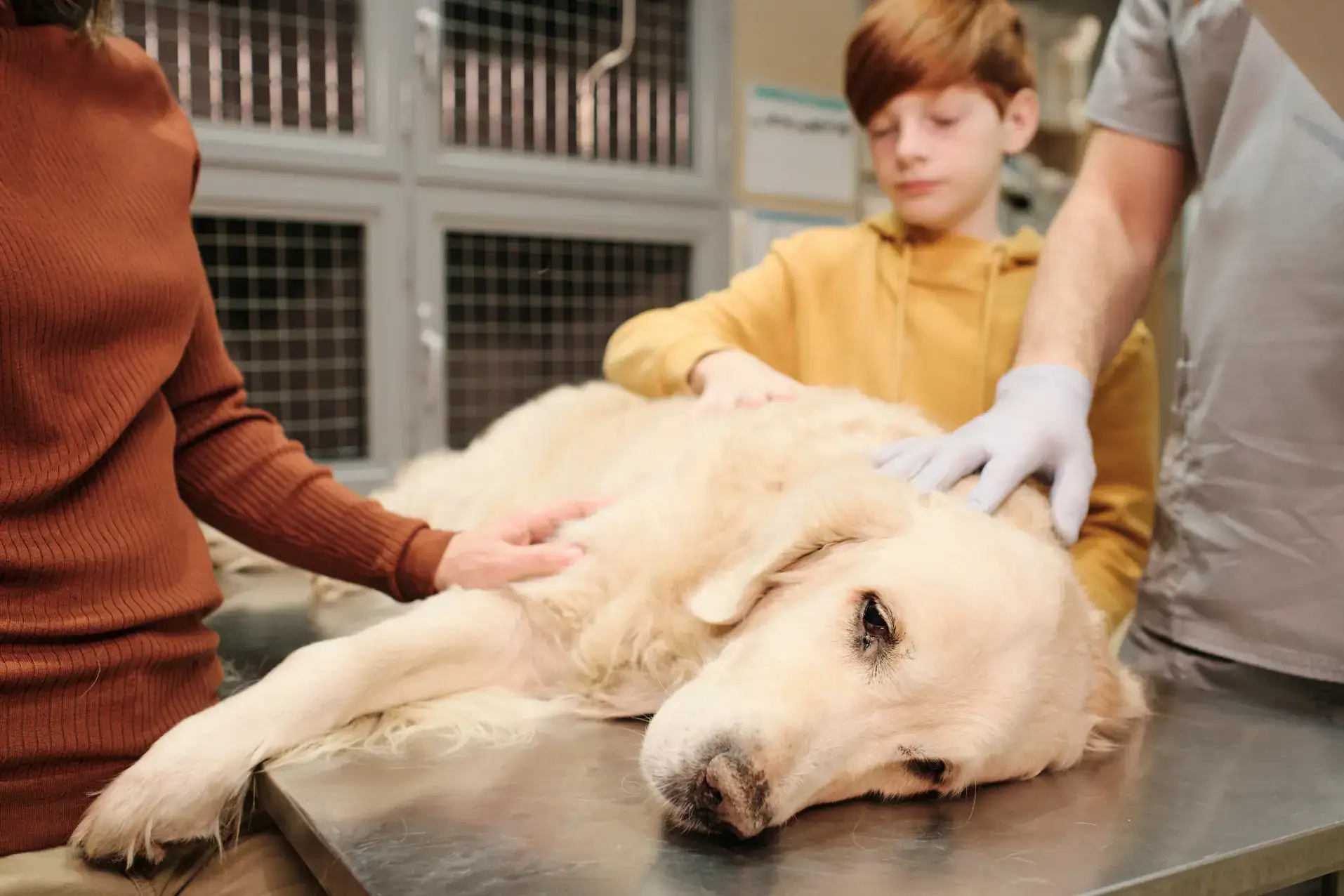 Krampfanfall beim Hund: Ursachen, Symptome und was du tun kannst