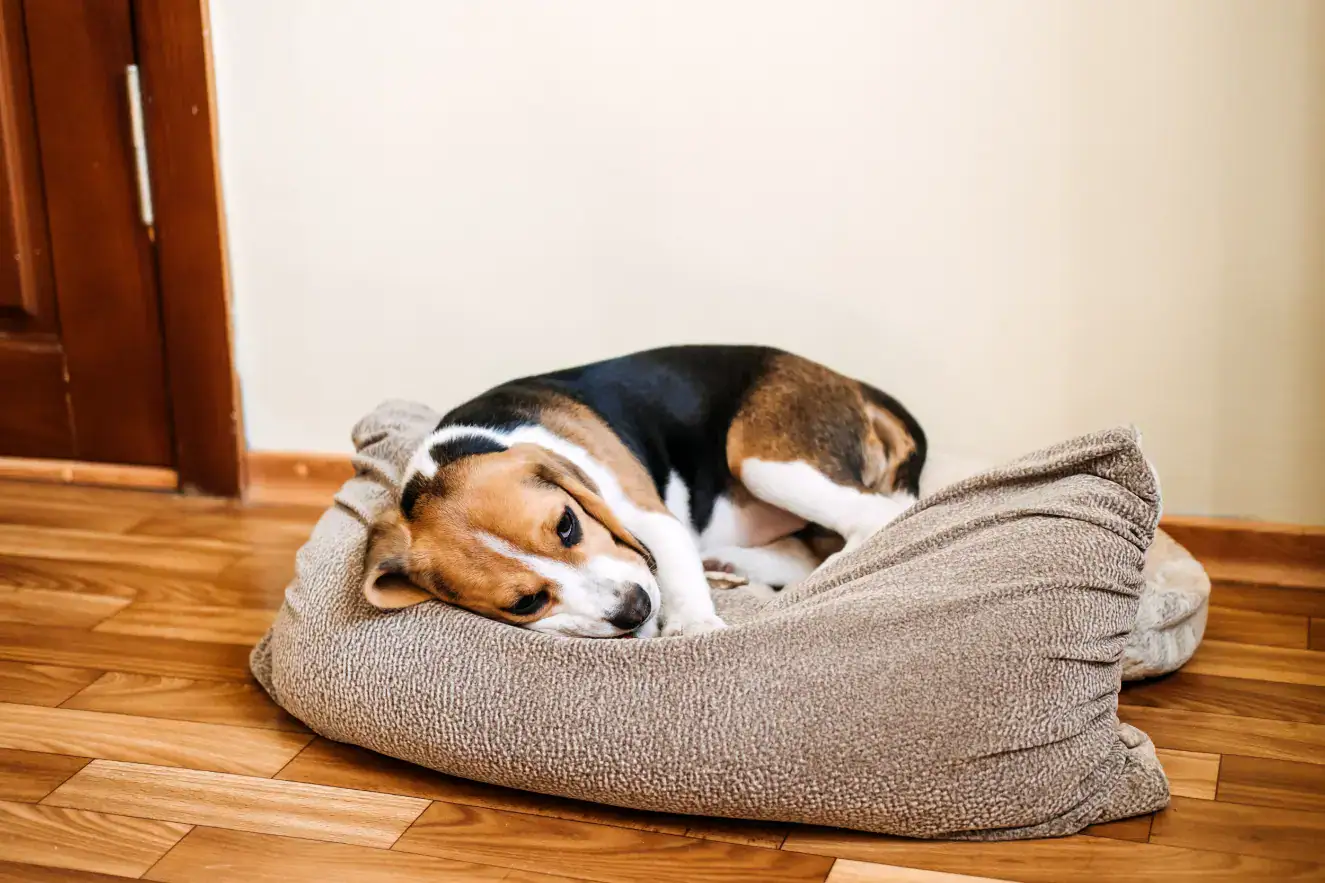 Hund erbricht unverdautes Futter nach Stunden