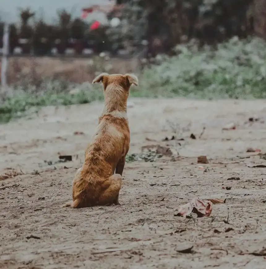 Hund rutscht auf dem Po: Was steckt dahinter und wie kannst du helfen?