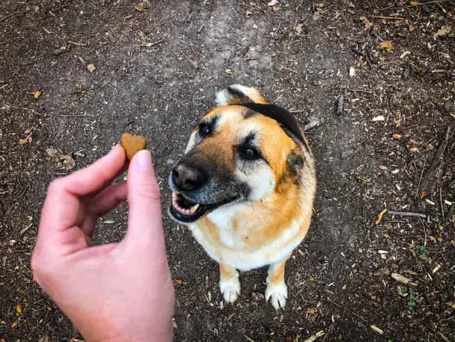 Hund verweigert Futter frisst aber Leckerlis