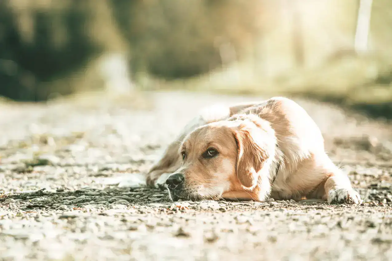 Alles über Physiotherapie für Hunde: Das solltest Du wissen!