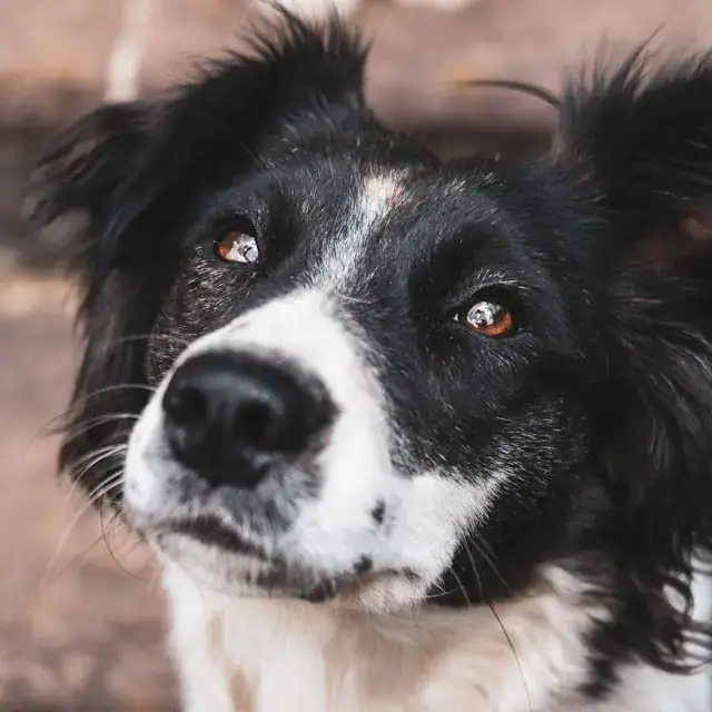 Grauer Star beim Hund: Symptome, Ursachen und Behandlung der Katarakt