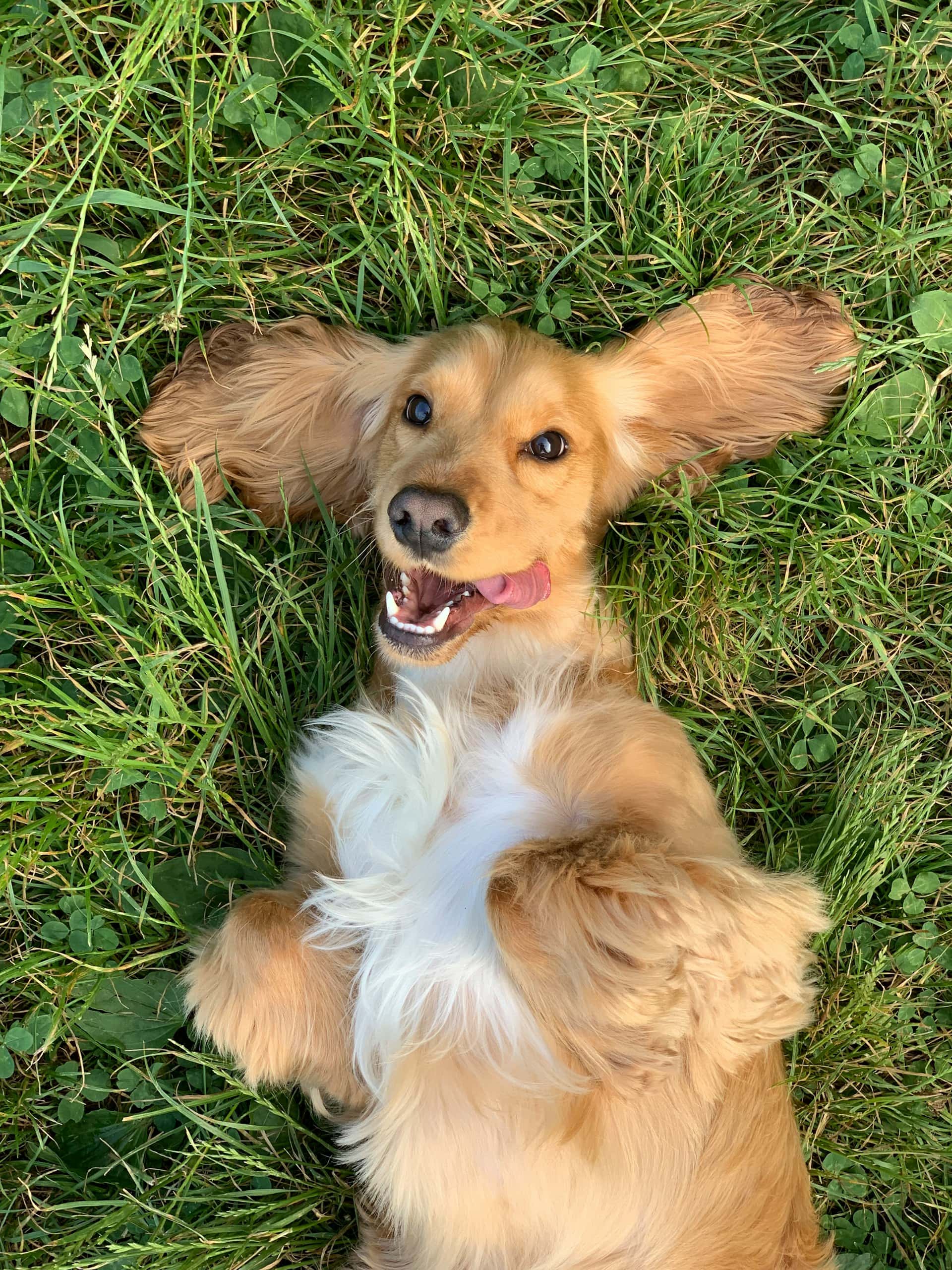 Spulwürmer beim Hund erkennen: Ansteckung und Behandlung