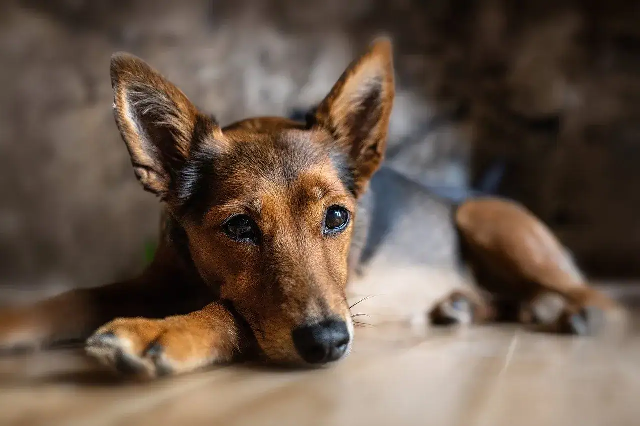 Parvovirose beim Hund: Symptome, Behandlung und Prävention erklärt