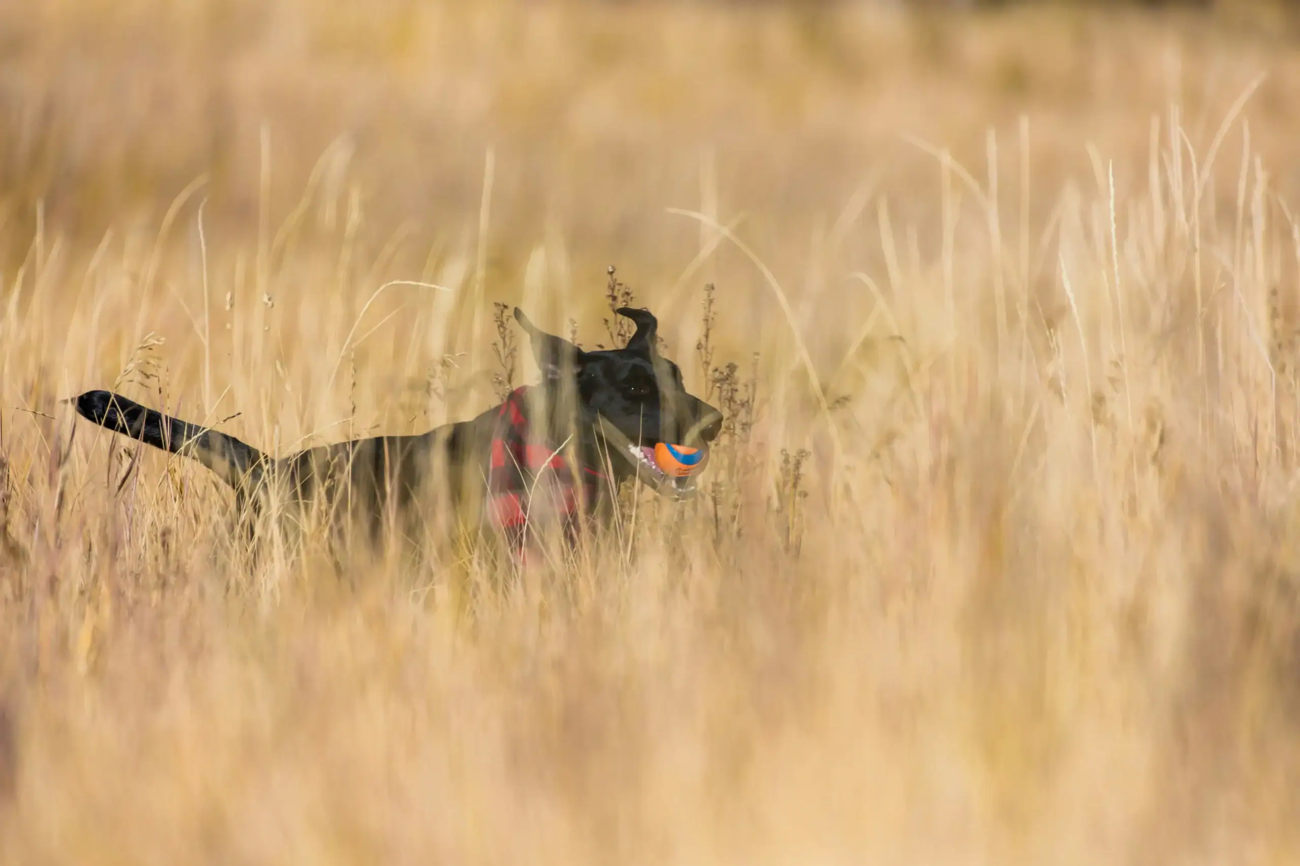 Grannen beim Hund: Symptome und wie du die Gefahr vermeiden kannst