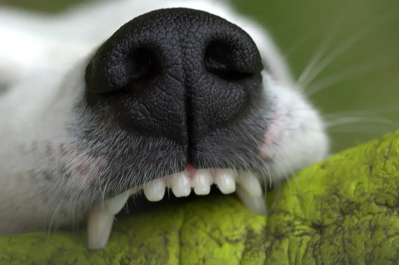 Zahnstein beim Hund: Ursachen, Symptome und Zahnpflege Tipps