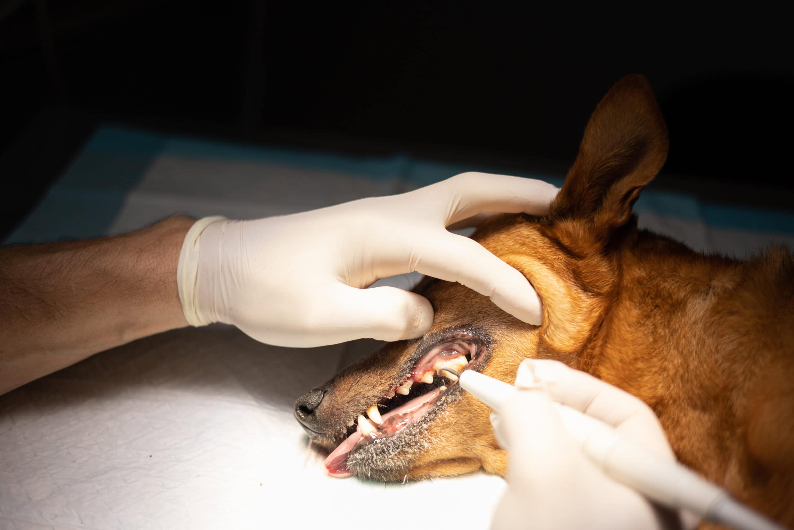 Hundekrankenversicherung mit Zahnbehandlung