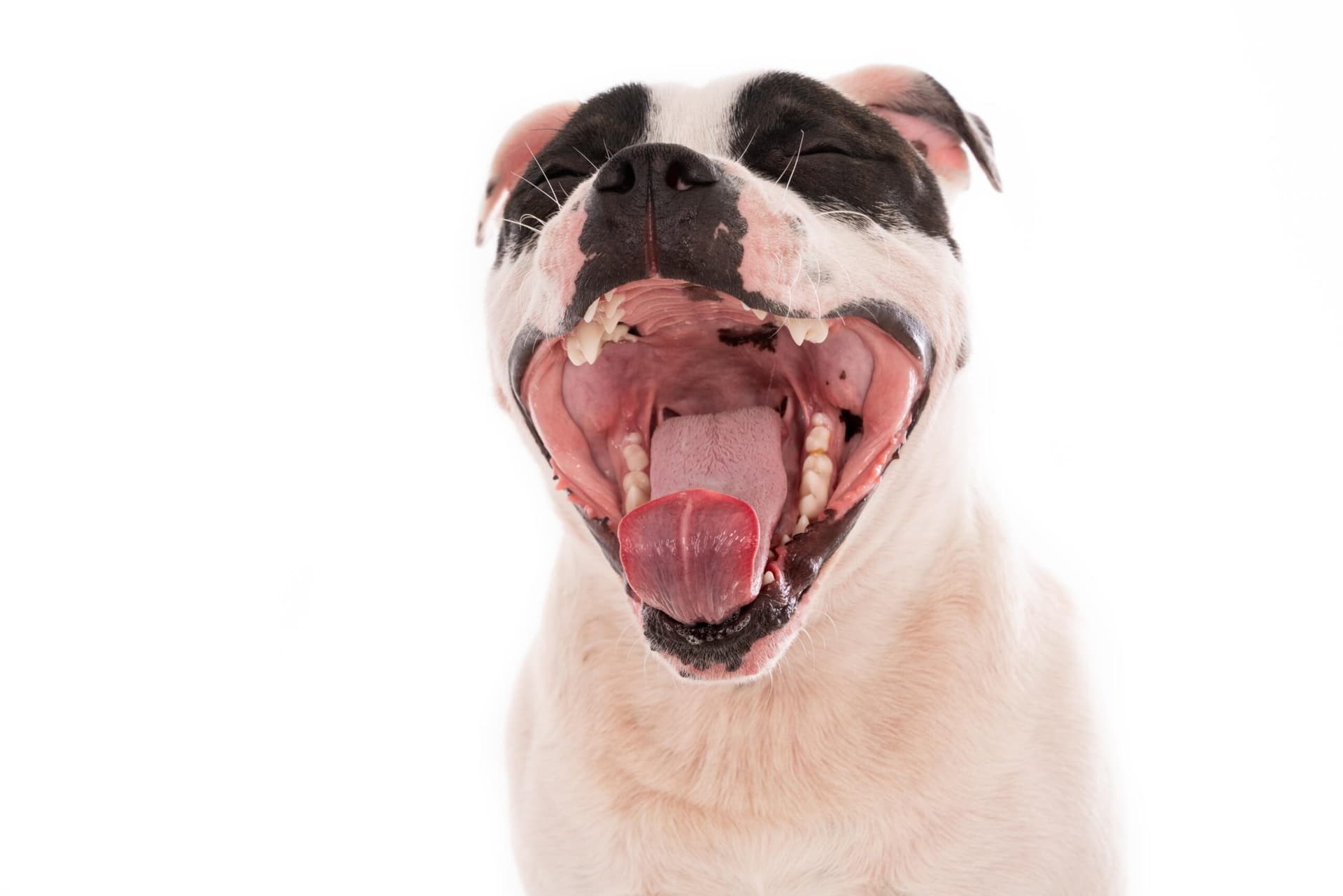 Hund Zahn ziehen Kosten – Infos, Spartipps & Versicherung