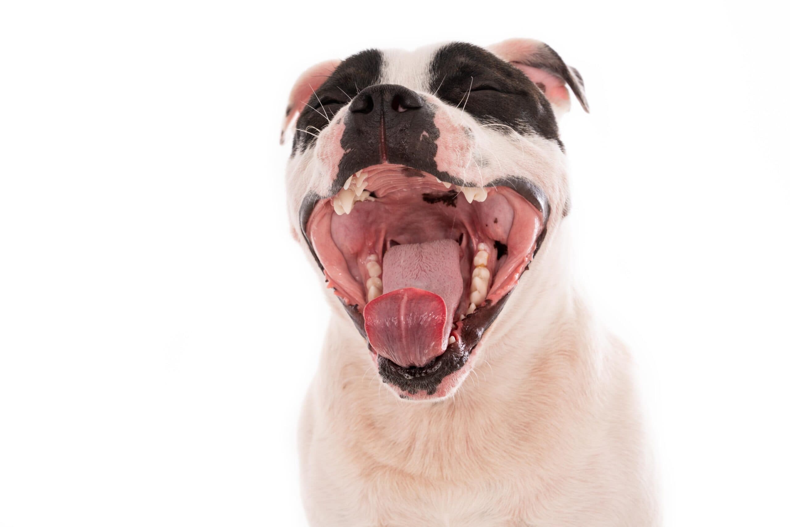 Hund Zahn ziehen Kosten – Infos, Spartipps & Versicherung