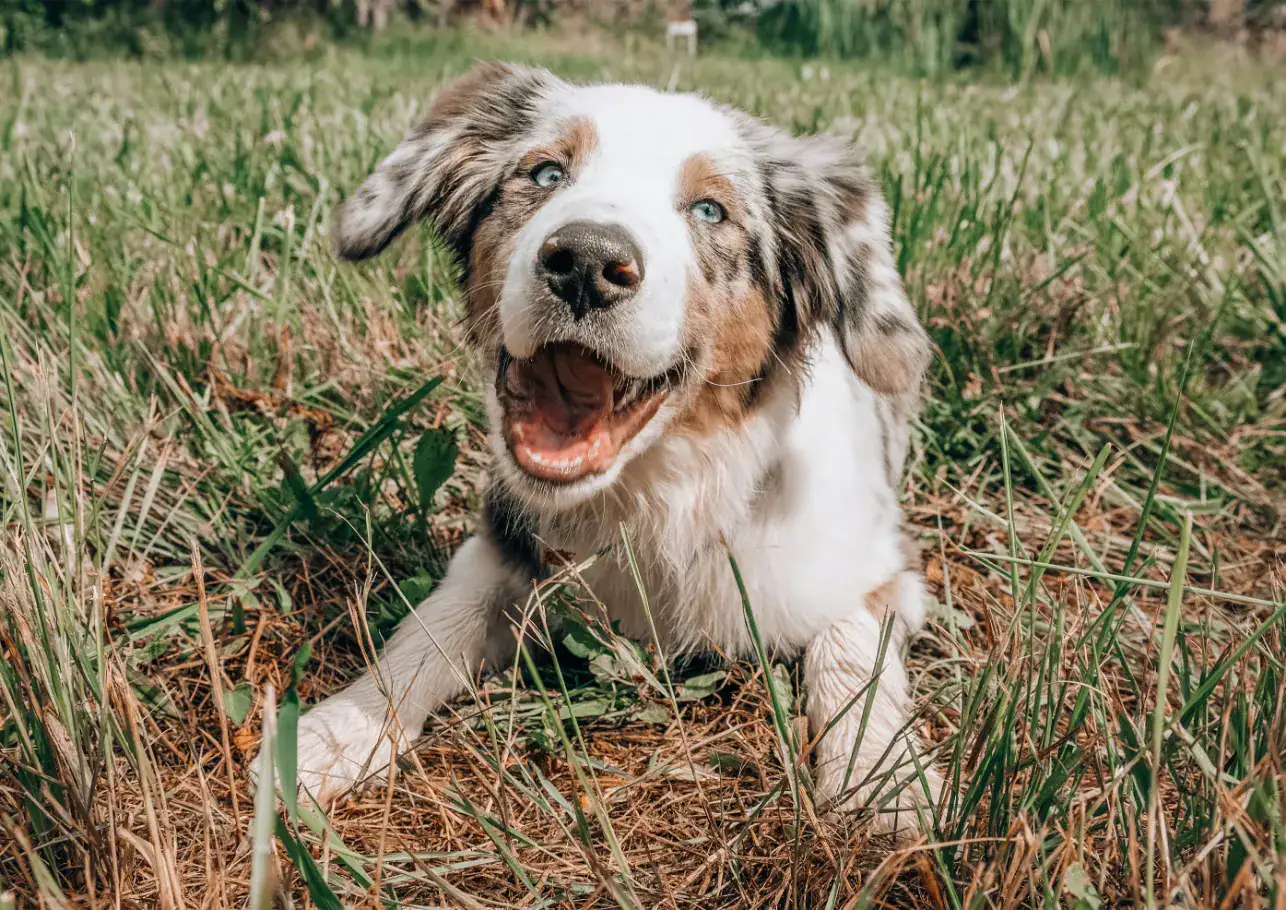Blut im Stuhl beim Hund: Ursachen und was du tun kannst