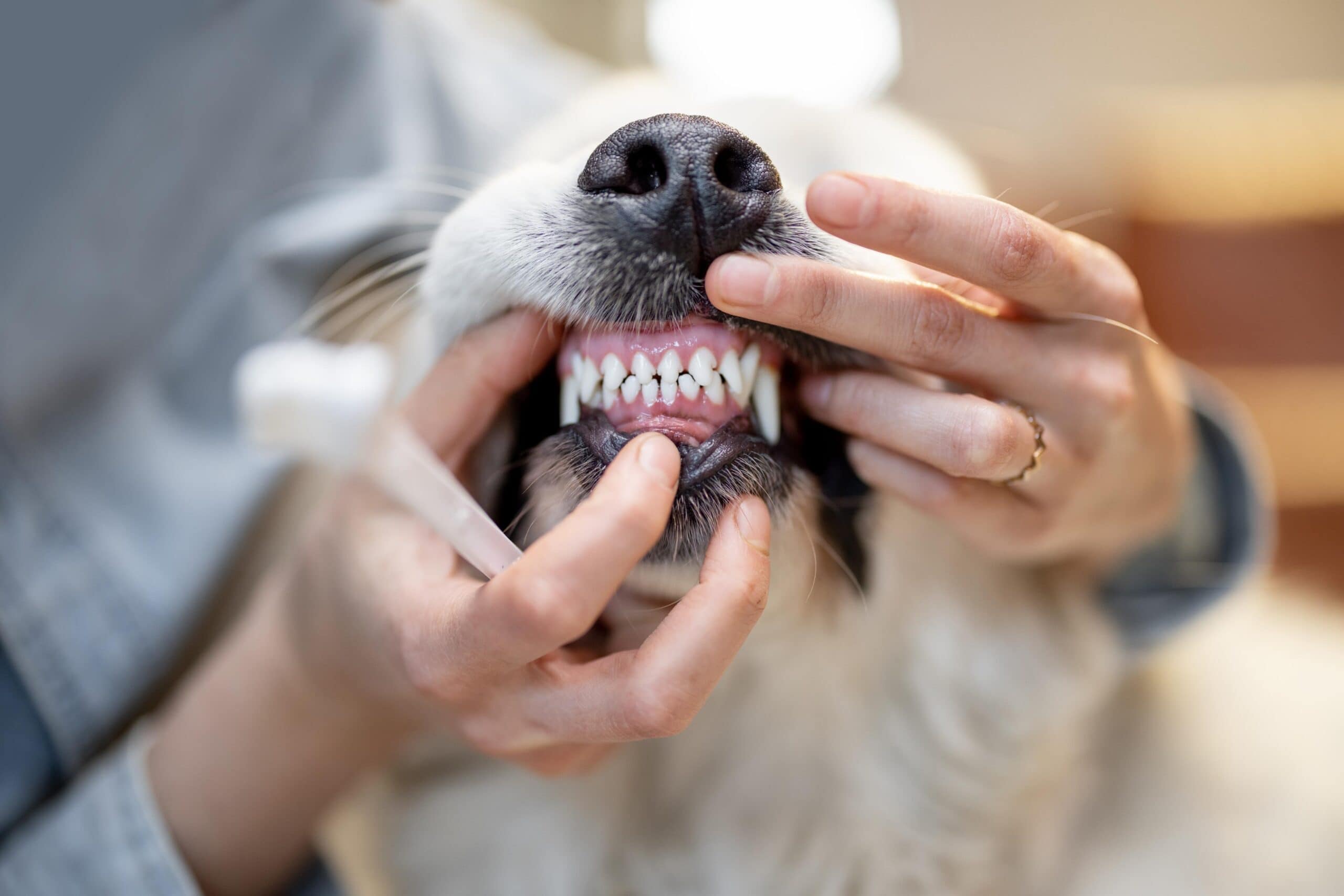 Zahnfleischentzündung beim Hund – Was du über Gingivitis wissen solltest