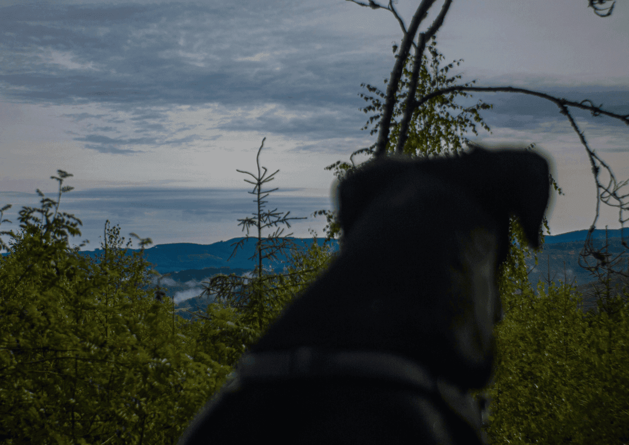 Bindehautentzündung beim Hund: Ursachen, Symptome, Behandlung