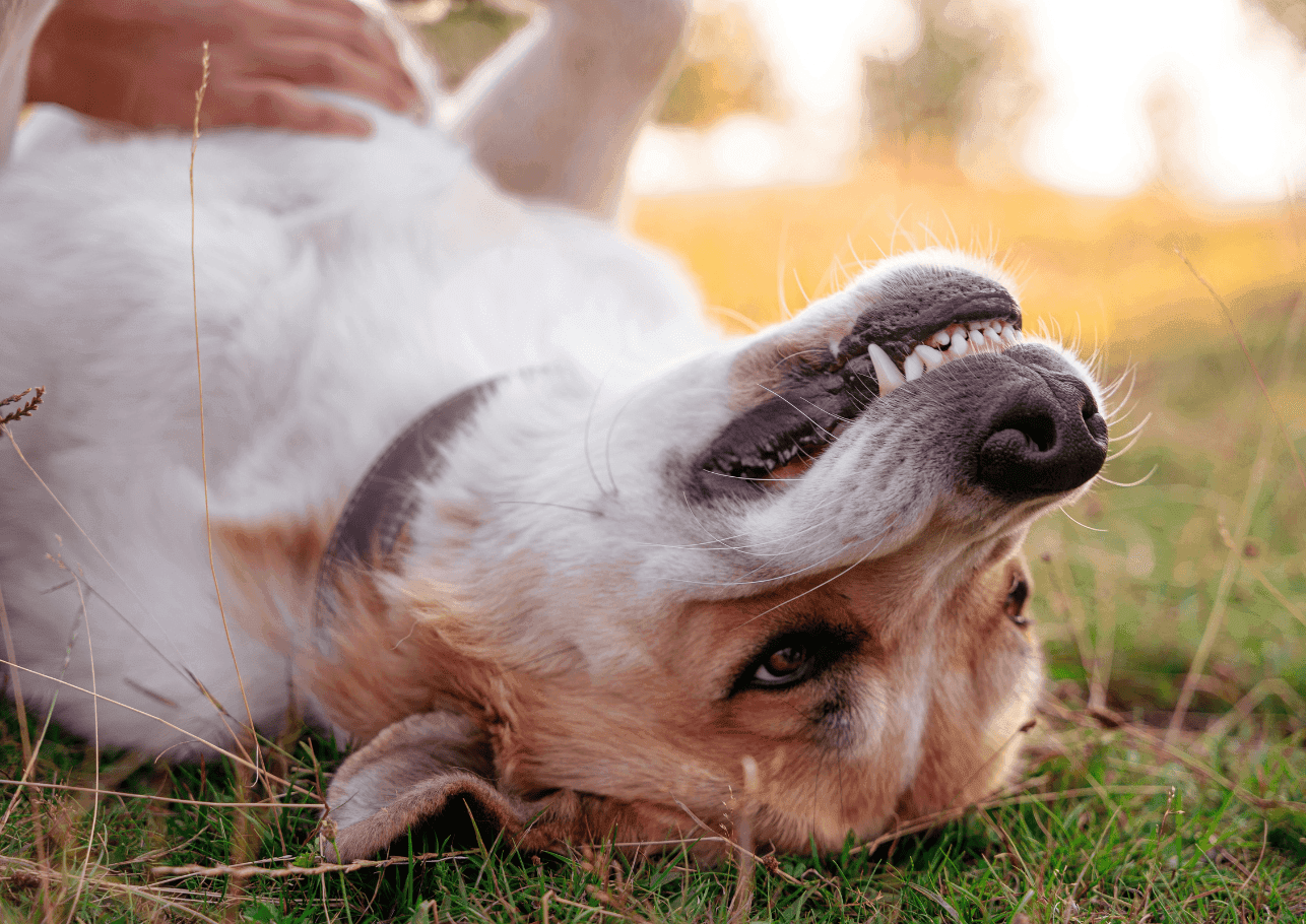 Magendrehung beim Hund – Ursachen, Symptome und Prognose