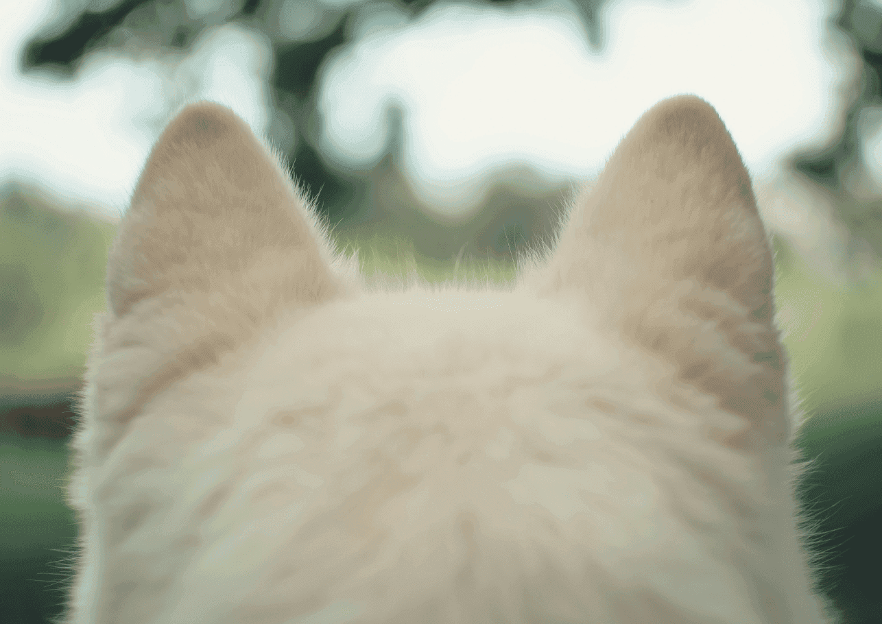 Ohrenentzündung beim Hund erkennen und behandeln