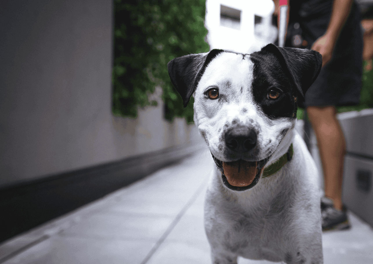 Schmerzmittel für Hunde – Alles zu Einsatz, Dosierung und Risiken