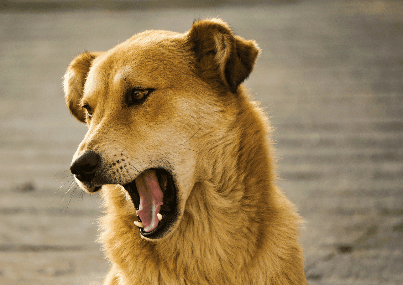 Tollwut Impfung beim Hund: Das musst du wissen!