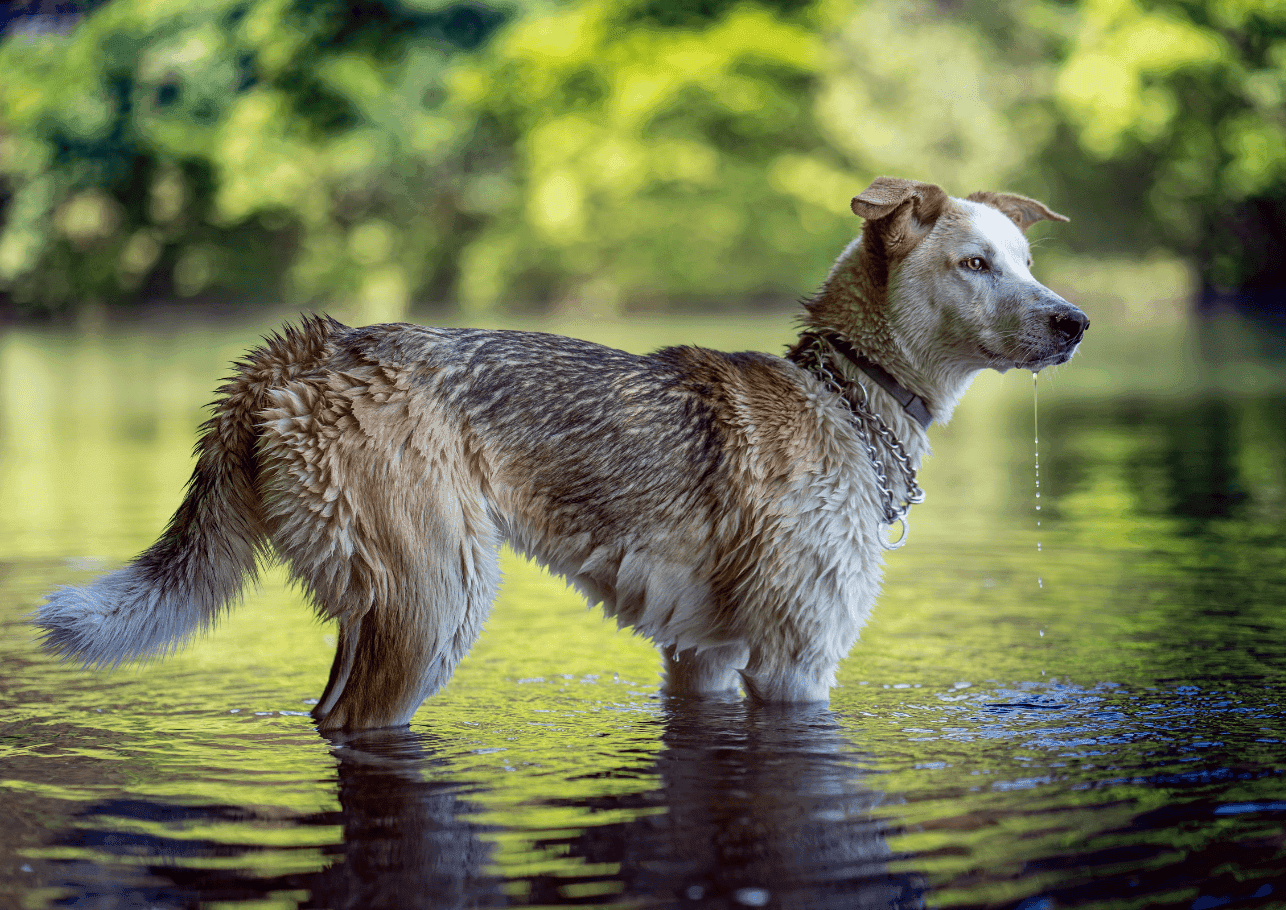 Leptospirose beim Hund – Symptome, Schutzimpfung, Behandlung