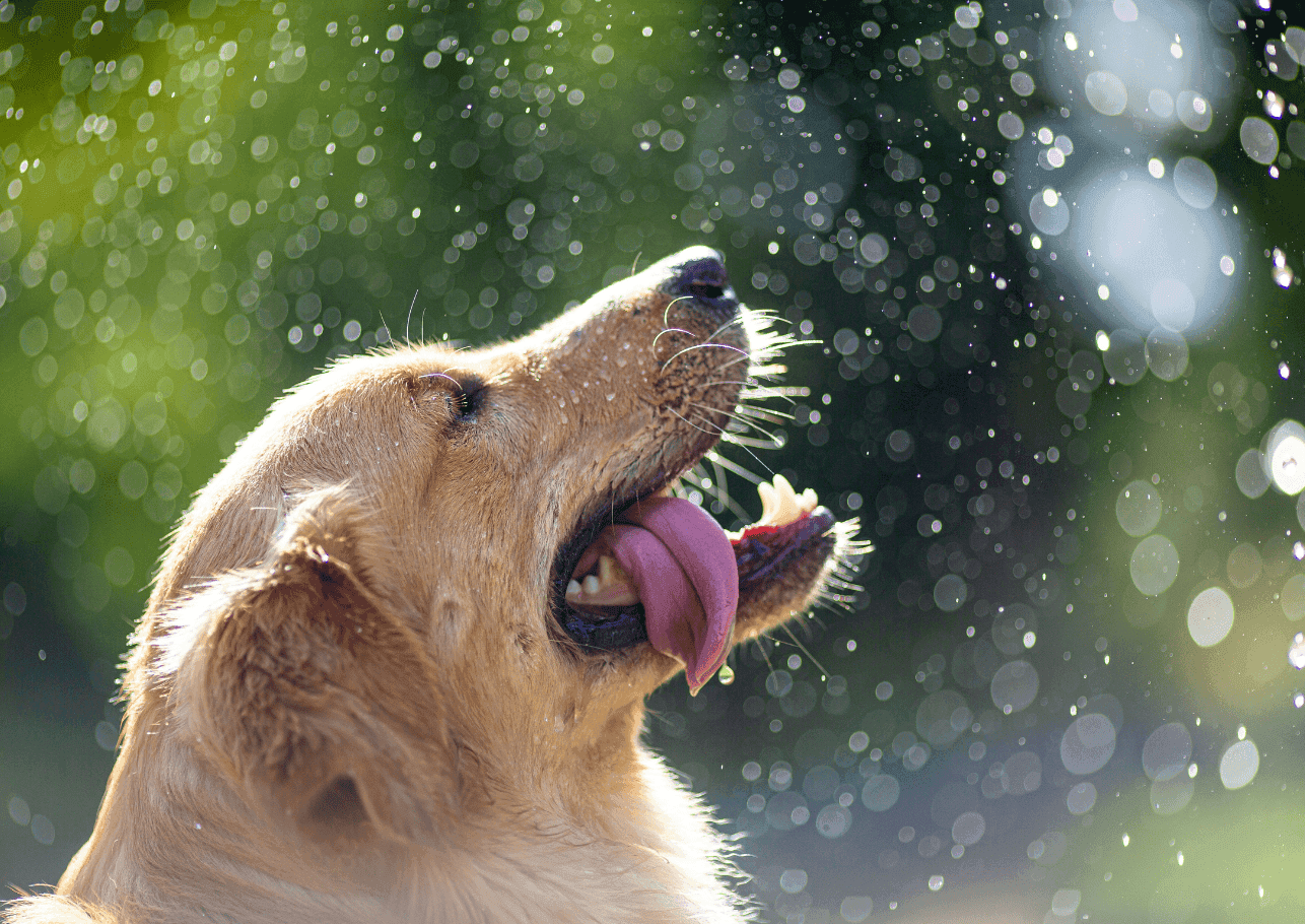 Mittelmeerkrankheiten beim Hund: Gefahr unter Palmen?