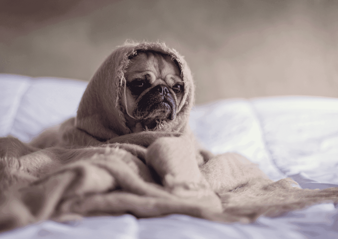 Normale Temperatur beim Hund – Wie du Fieber erkennst und handelst