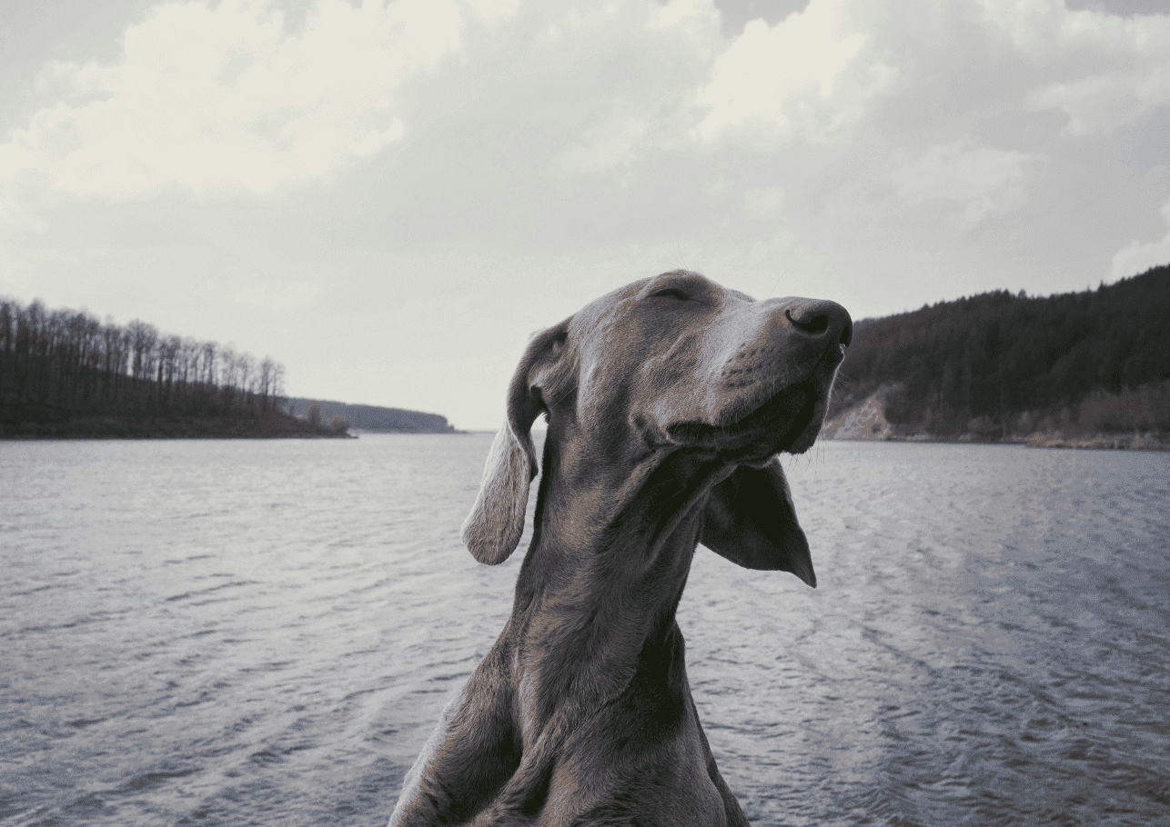 Vestibularsyndrom beim Hund: Wenn das Gleichgewicht aus dem Takt gerät