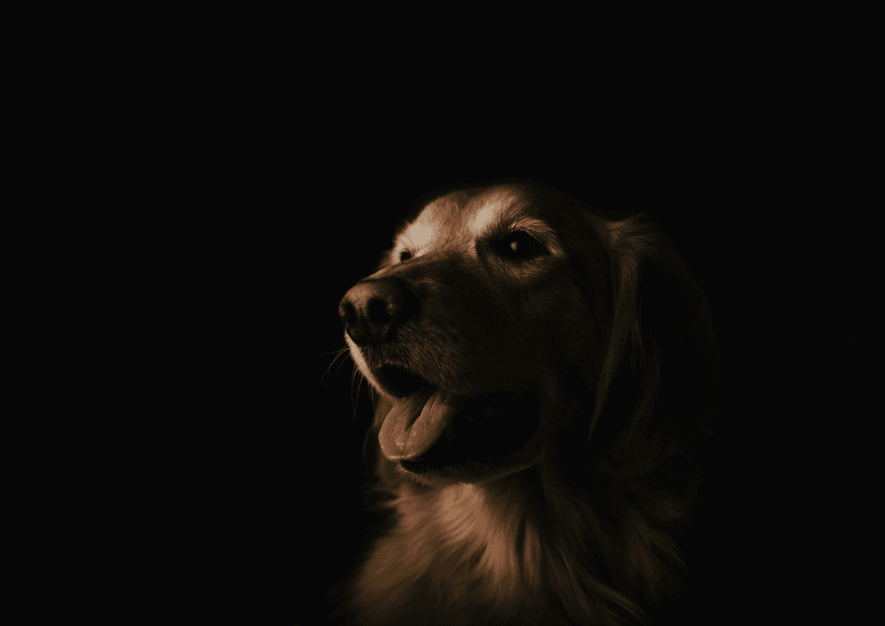 Zwingerhusten beim Hund – Symptome, Behandlung und Prävention