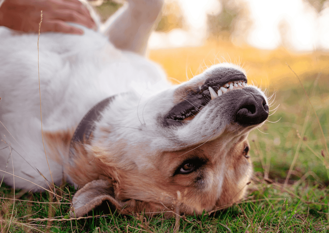 Gebärmutterentzündung beim Hund: Wenn der Bauch Alarm schlägt