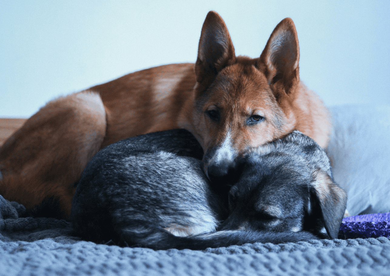 Hundekrankenversicherung für mehrere Hunde – So sicherst du zwei oder mehr Vierbeiner optimal ab