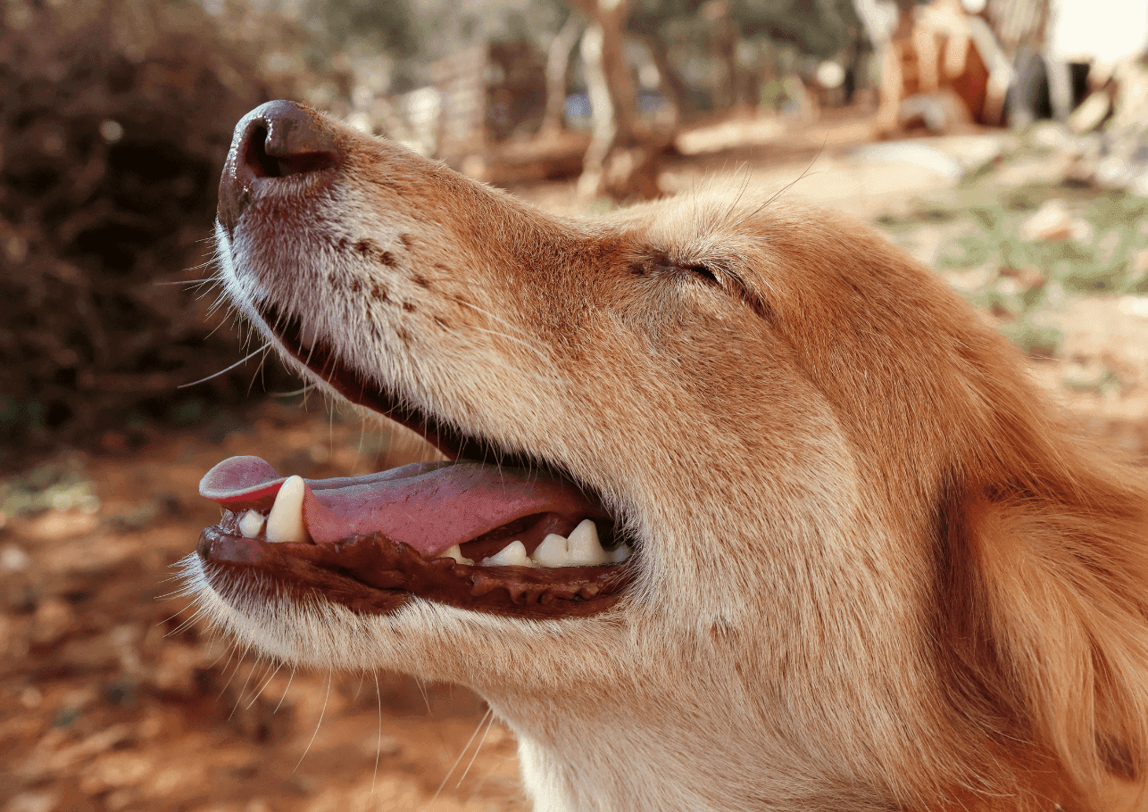 Staupe beim Hund: Eine Gefahr, die du kennen musst