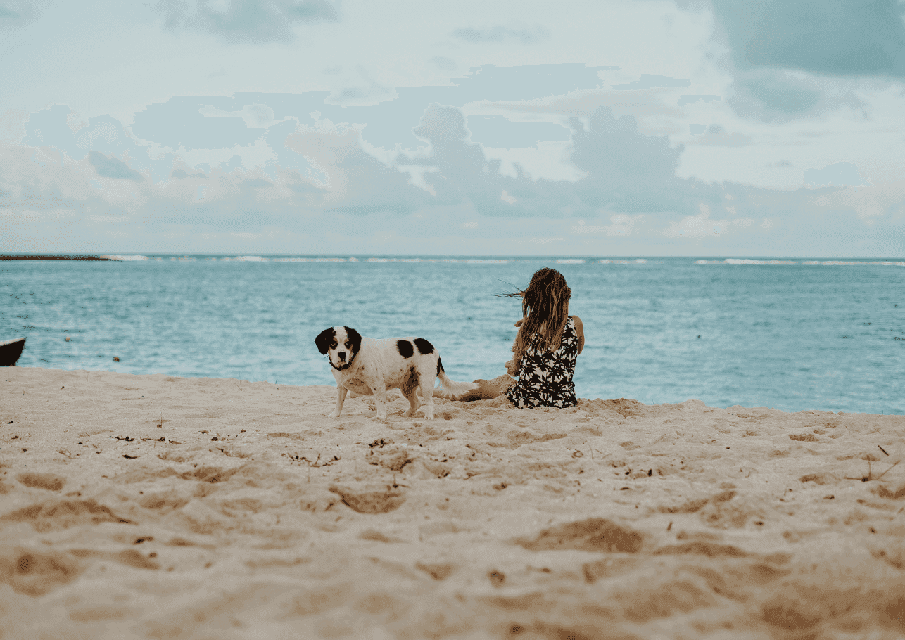 Wasserrute beim Hund: Warum die Rute plötzlich Pause macht