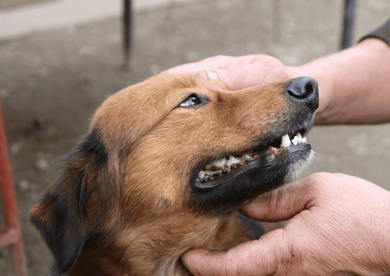 Zahnpflege beim Hund: Damit die Beißerchen gesund bleiben
