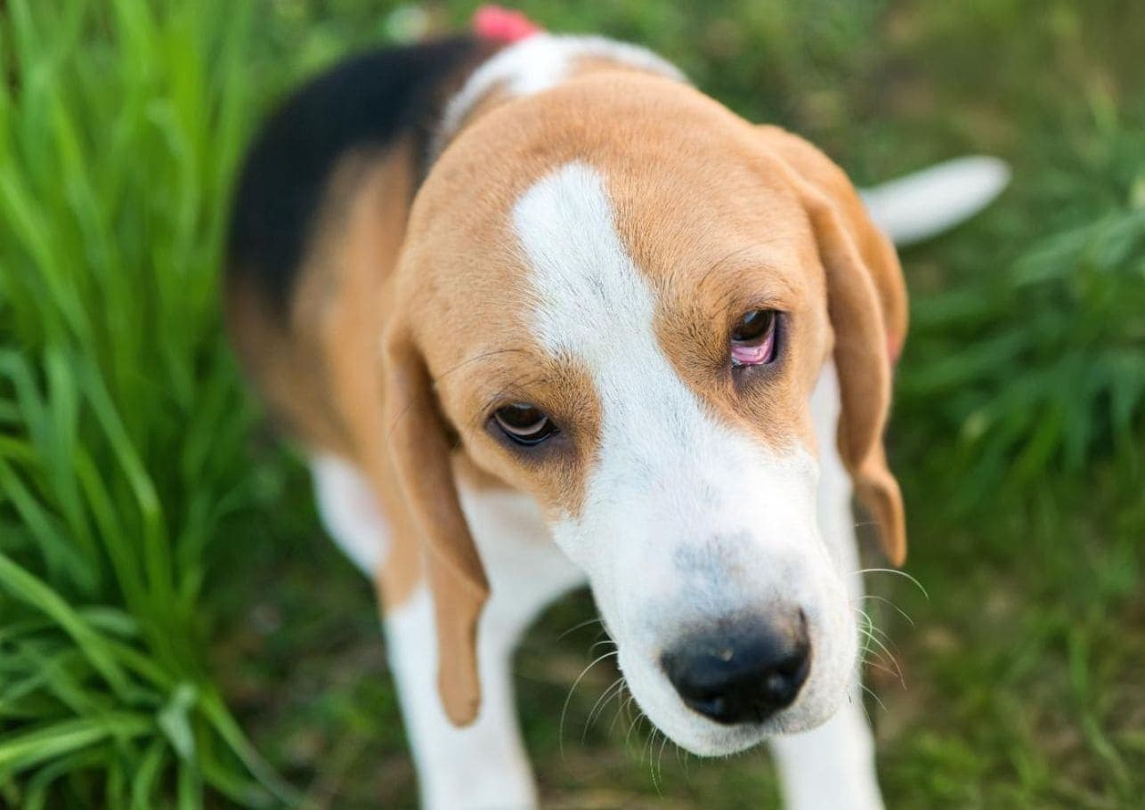 Augenentzündung beim Hund: Wenn dein Vierbeiner den Durchblick verliert