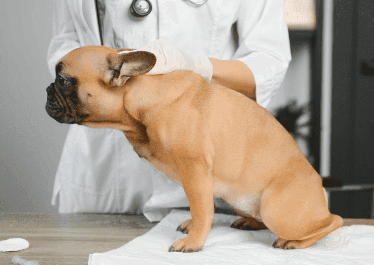 Bandscheibenvorfall beim Hund – Wenn die Wirbelsäule streikt