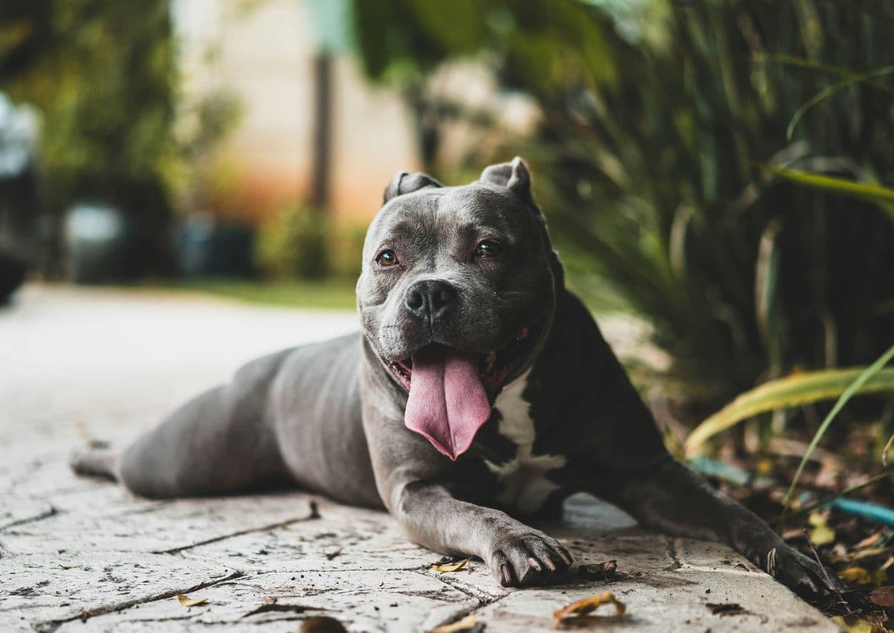 Darmverschluss beim Hund – Symptome, Diagnose, Behandlung
