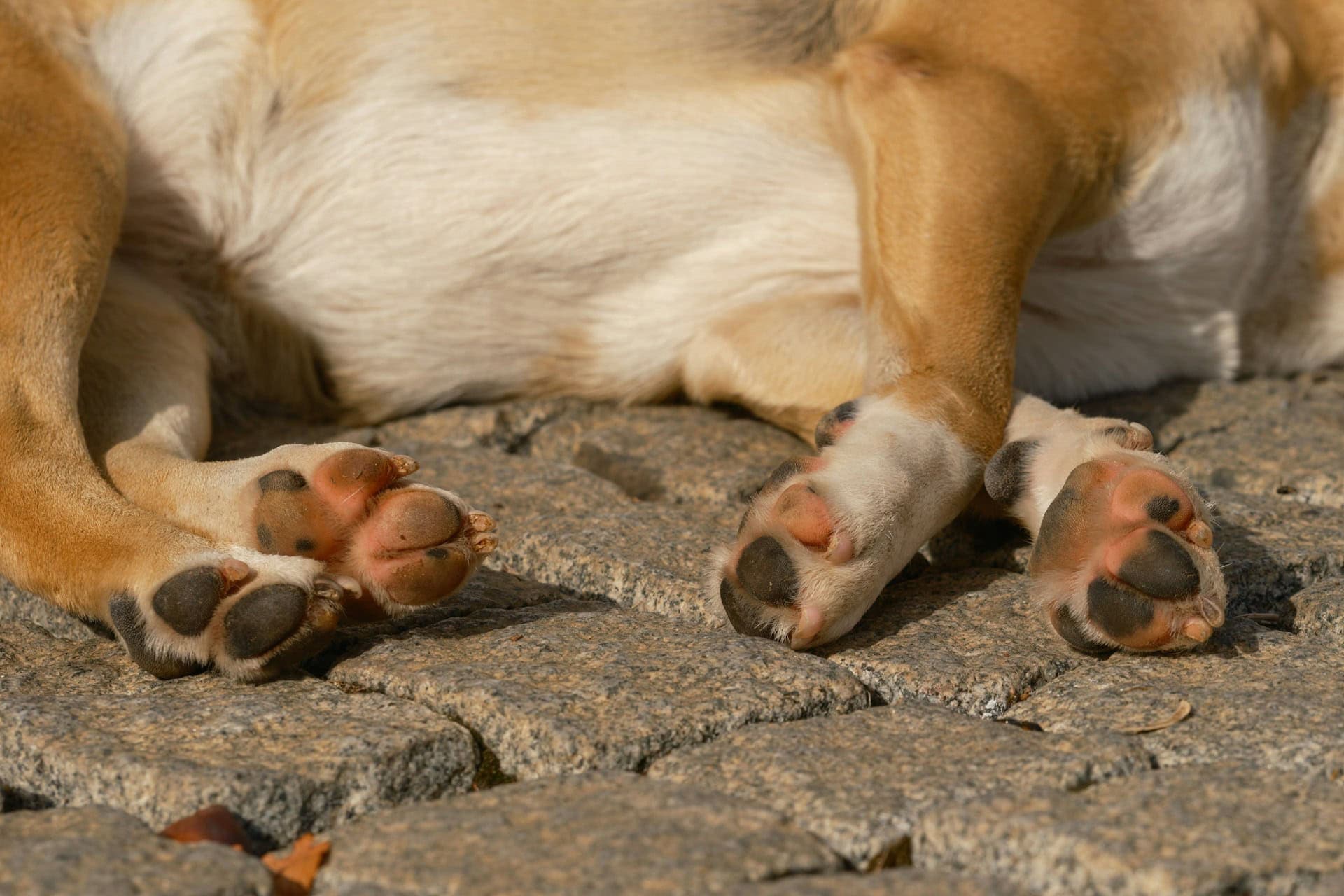 Abgerissene Kralle beim Hund – Wann du zum Tierarzt musst und was sofort hilft!