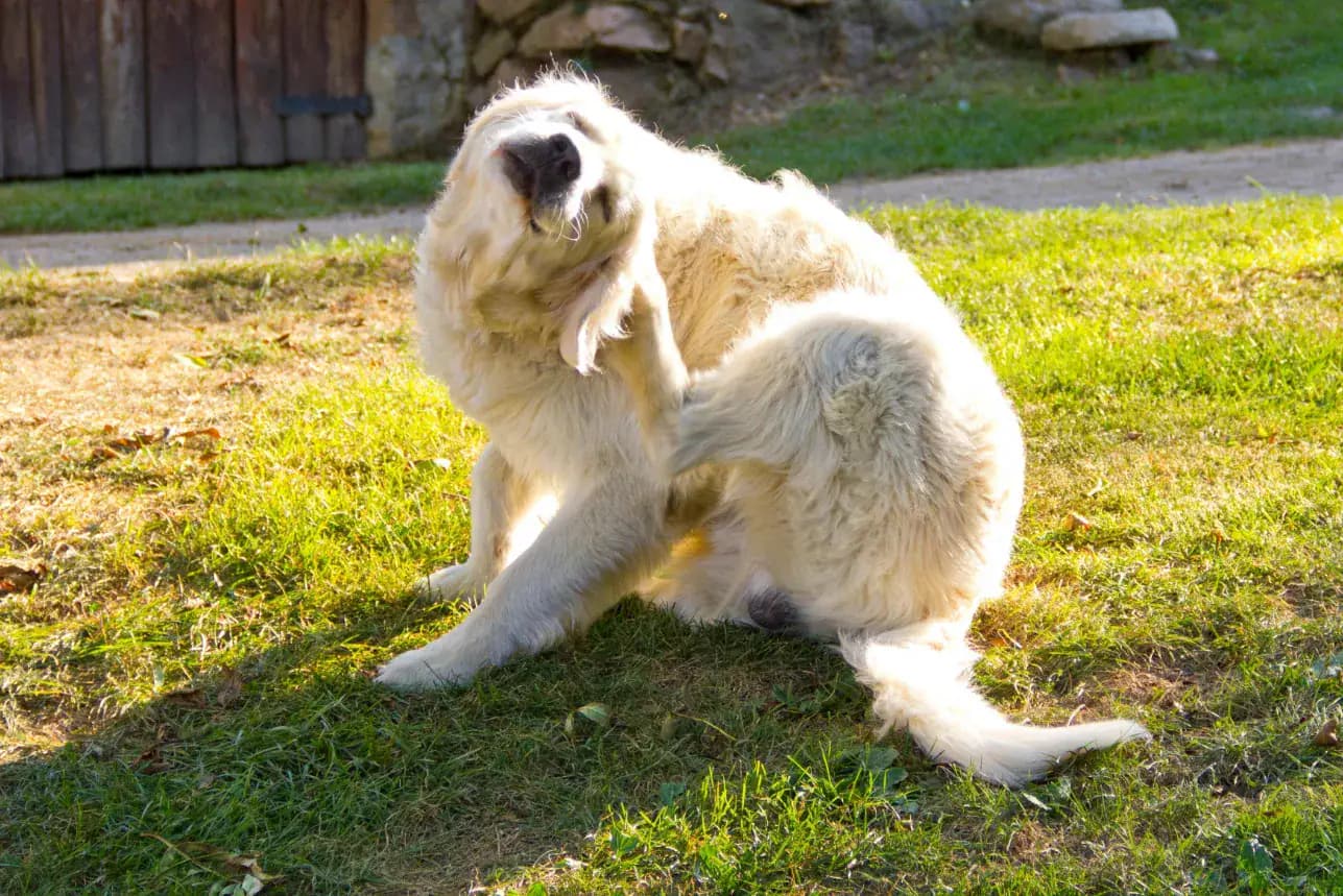 Flöhe beim Hund erkennen und bekämpfen: Tipps zur effektiven Behandlung
