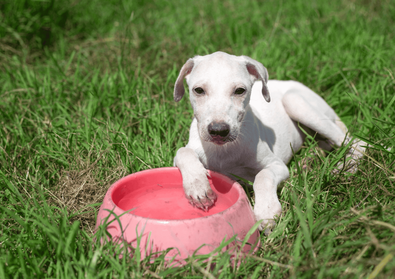 Hund trinkt nicht? Warum das ein echtes Problem sein kann!