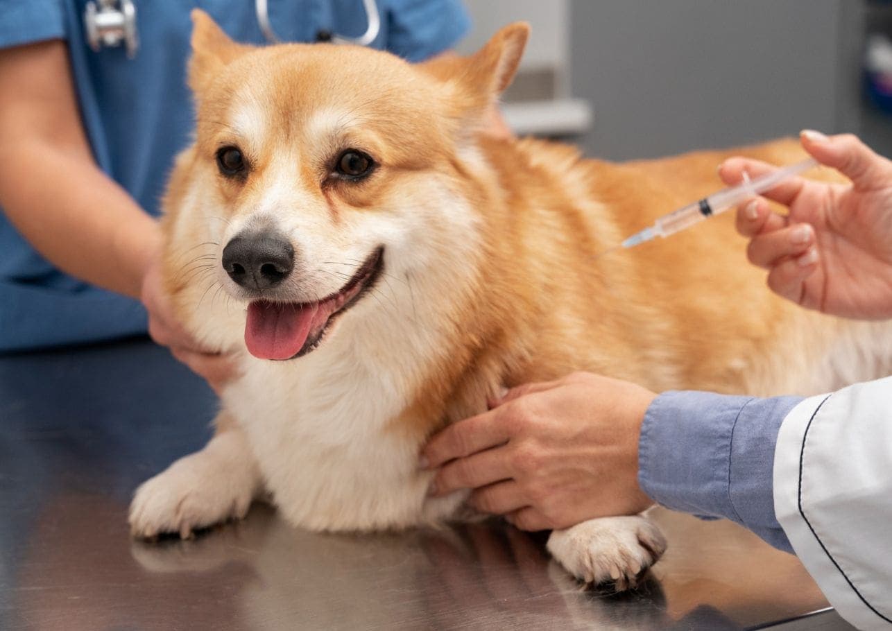 Impfungen beim Hund: Schutzschild für deinen besten Freund