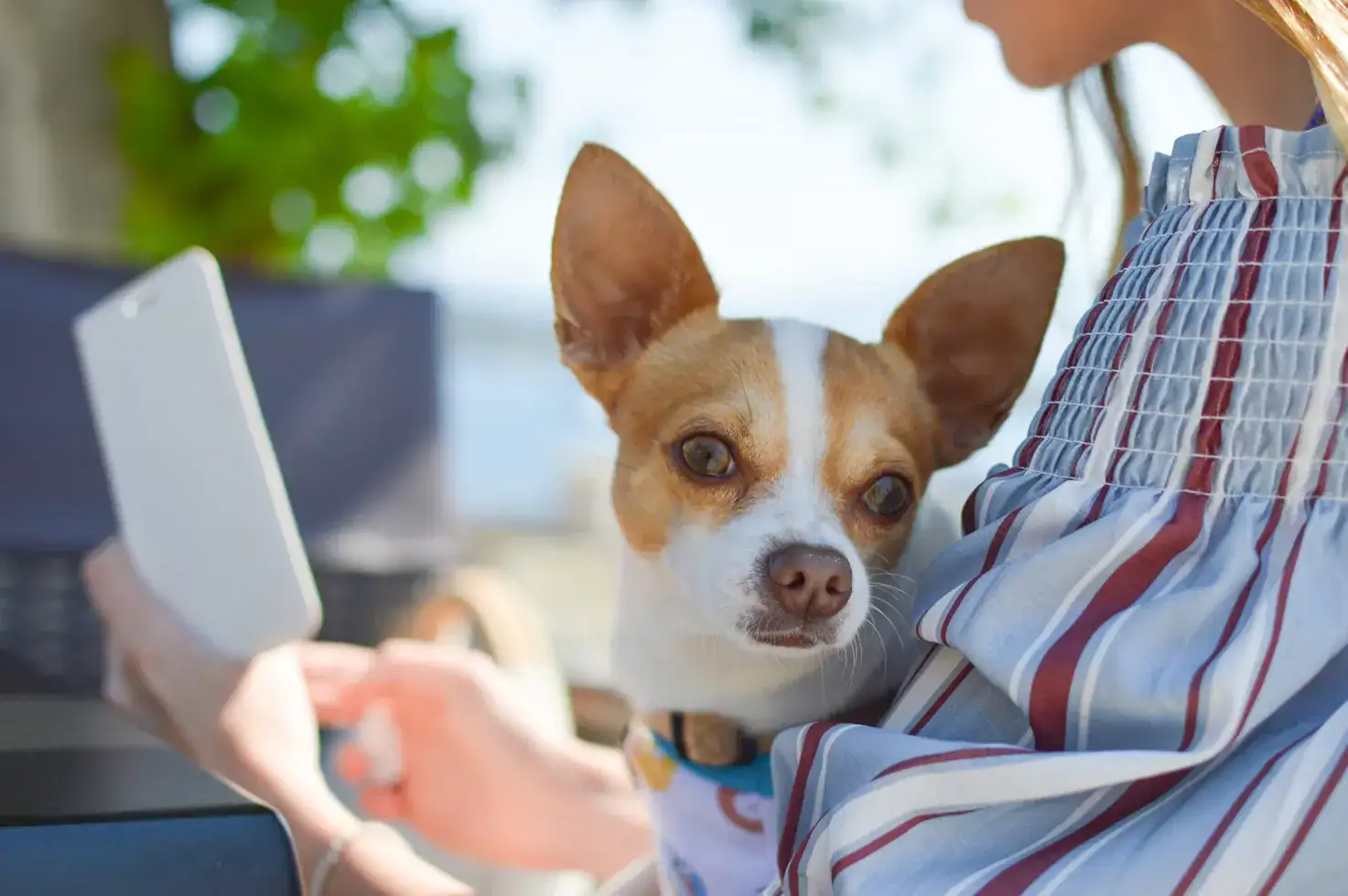 Telemedizin für Hunde – Online Tierarzt kostenlos bei Dogcare24