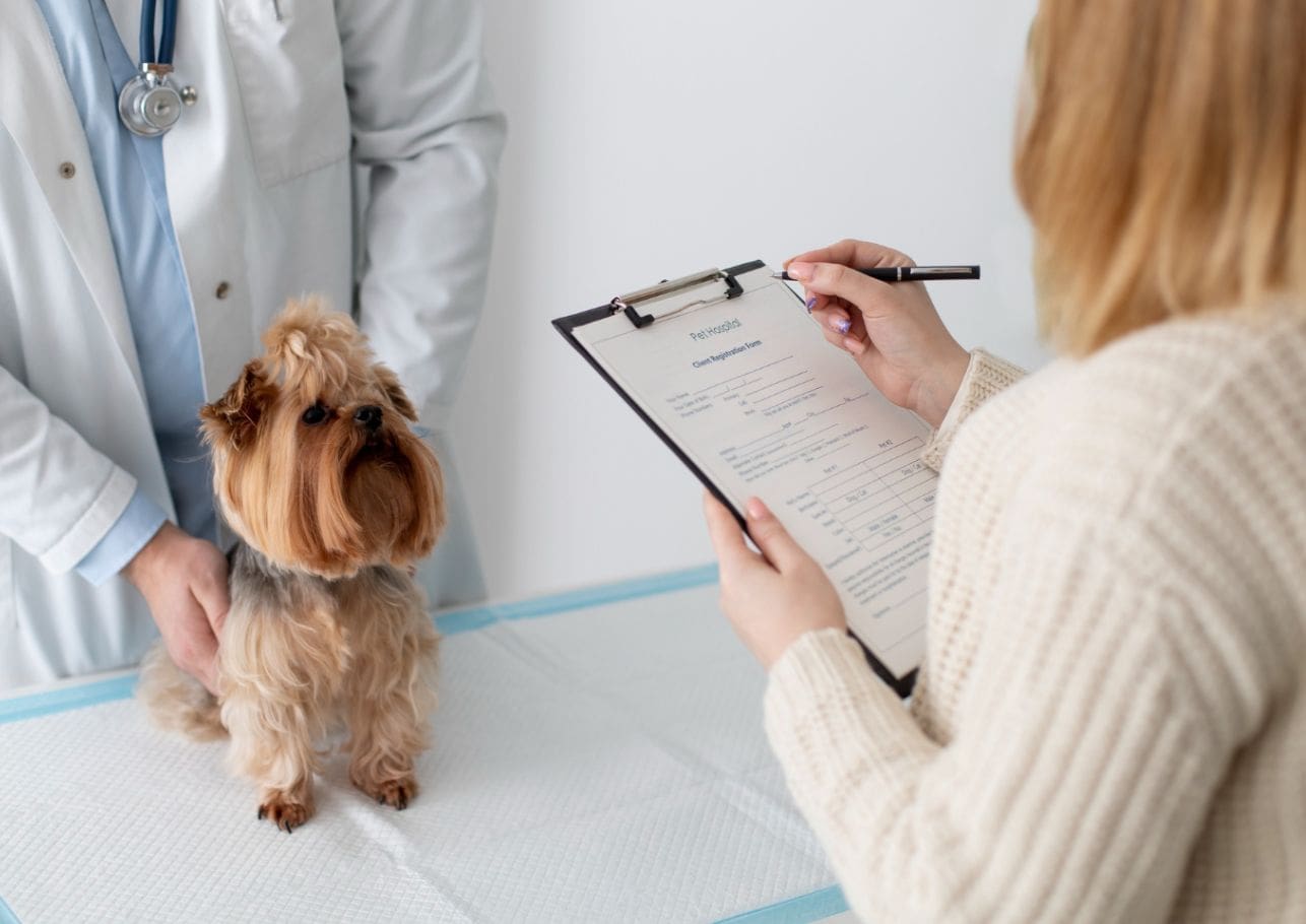 Checkliste für den optimalen Versicherungsschutz – So findest du das perfekte Angebot für deinen Hund