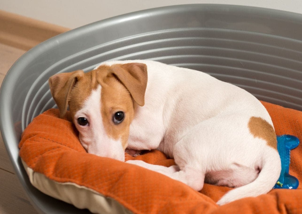 Vergiftungserscheinungen beim Hund: Gefahr erkennen, Leben retten