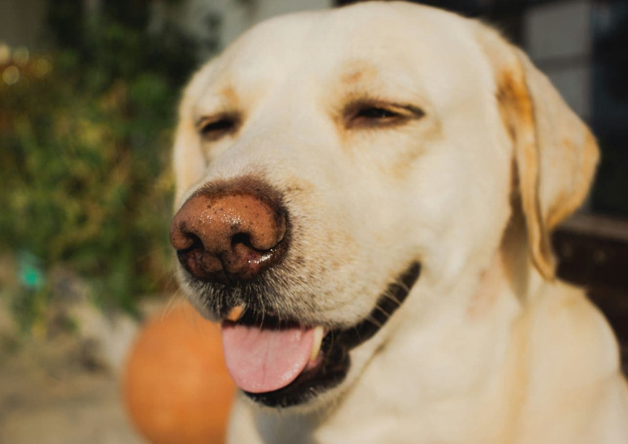 Dürfen Hunde Nektarinen essen? Fruchtige Fakten für Fellnasen