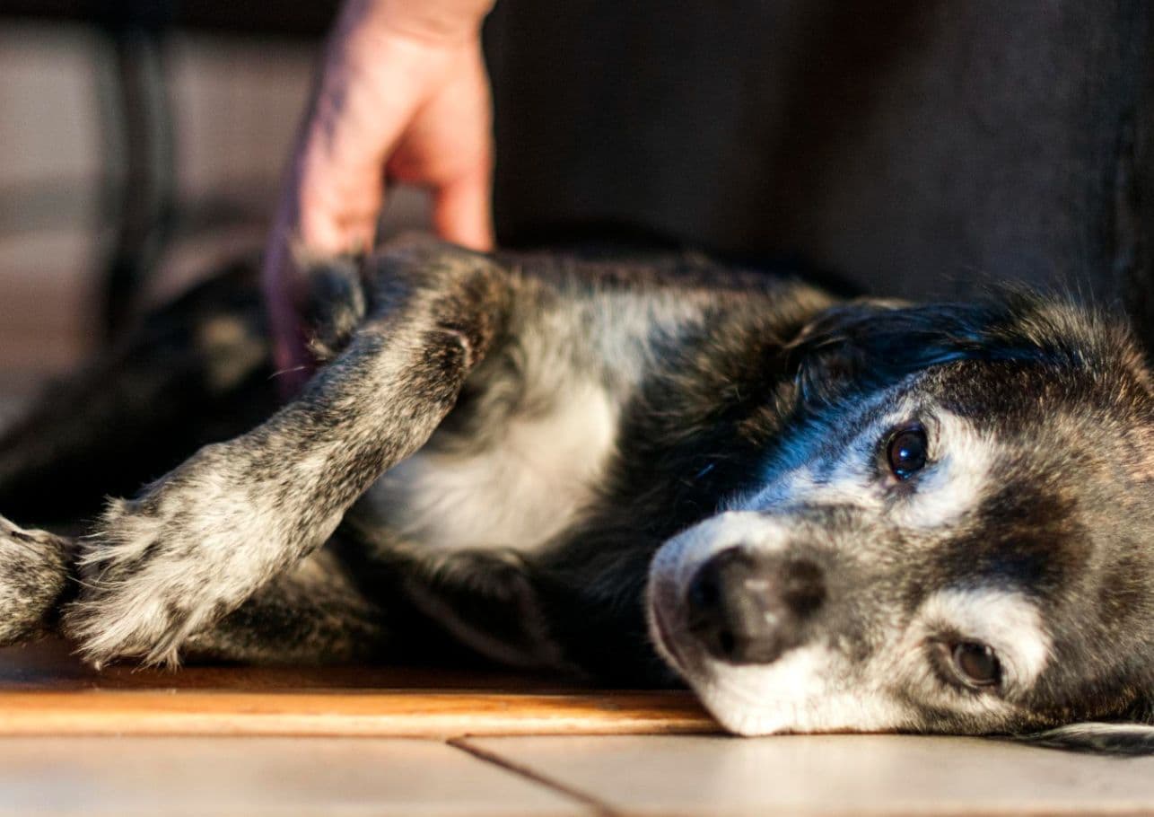 Magengeräusche beim Hund – Das musst Du tun!