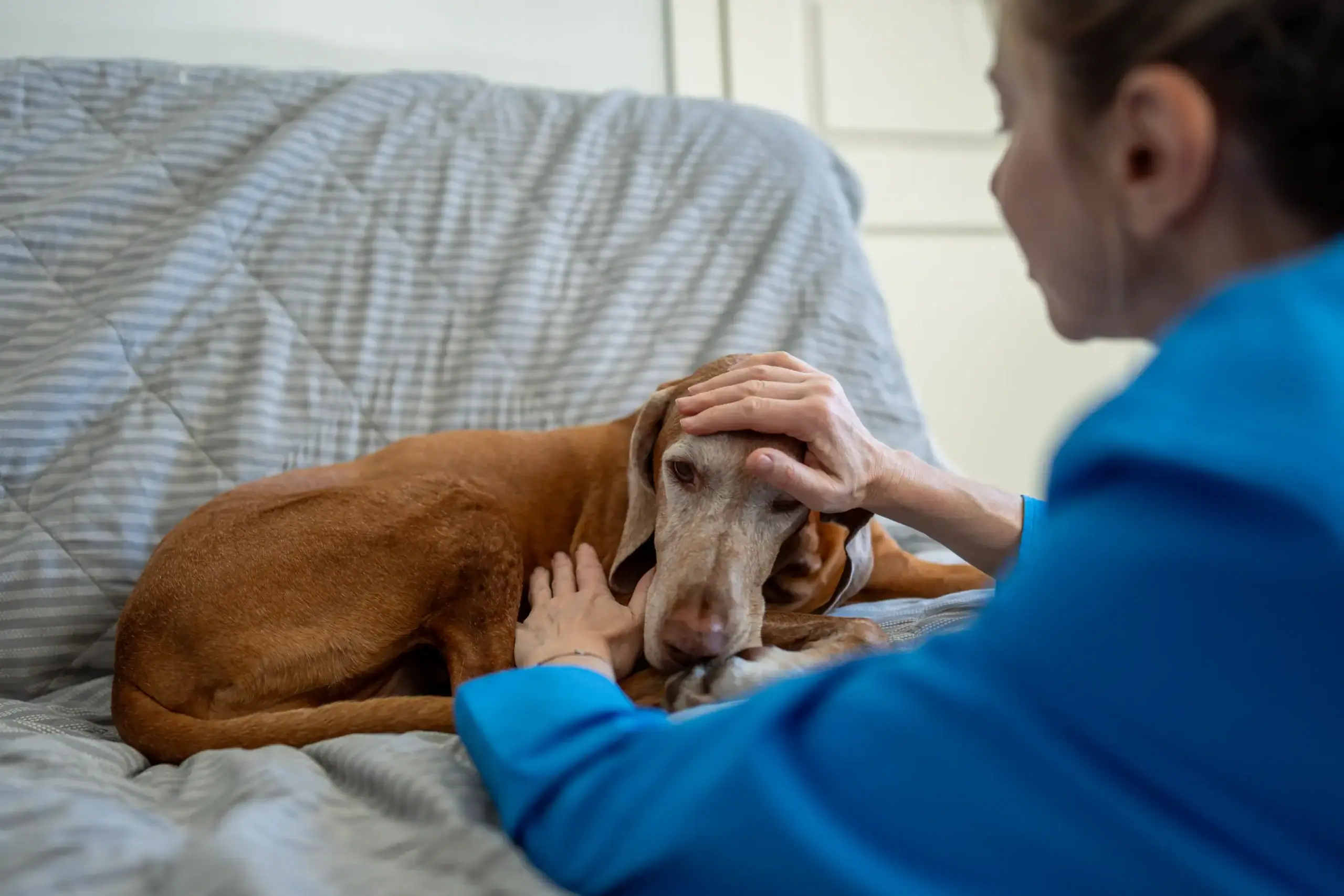 Blut erbrechen beim Hund: Ursachen, Symptome und was zu tun ist