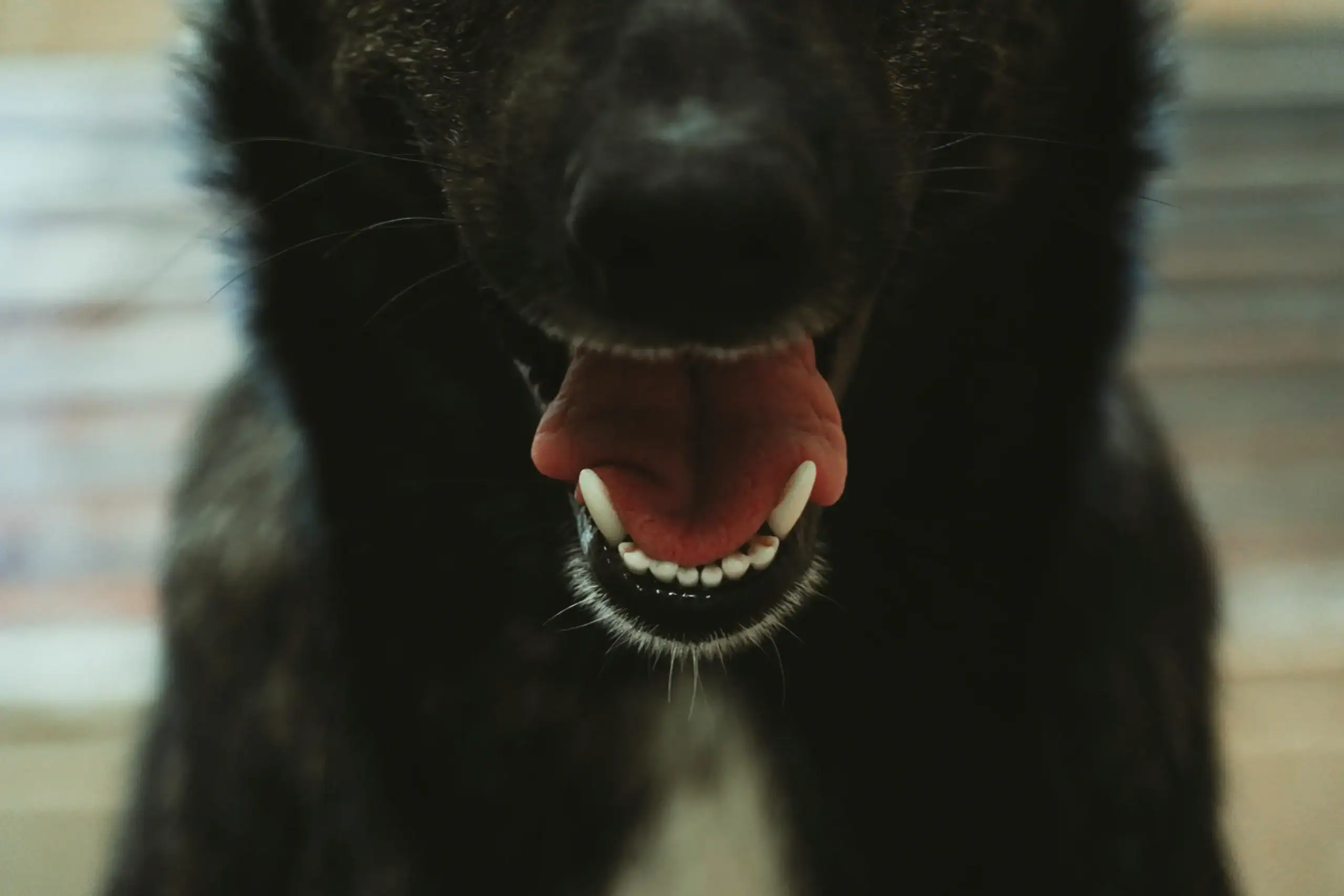 Mundgeruch beim Hund: Ursachen, Hausmittel und Tipps
